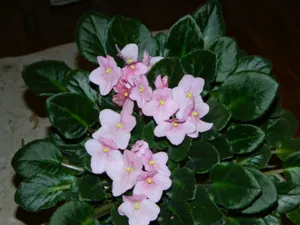 Close up of the fuzzy, dark green leaves and delicate flowers of Saintpaulia