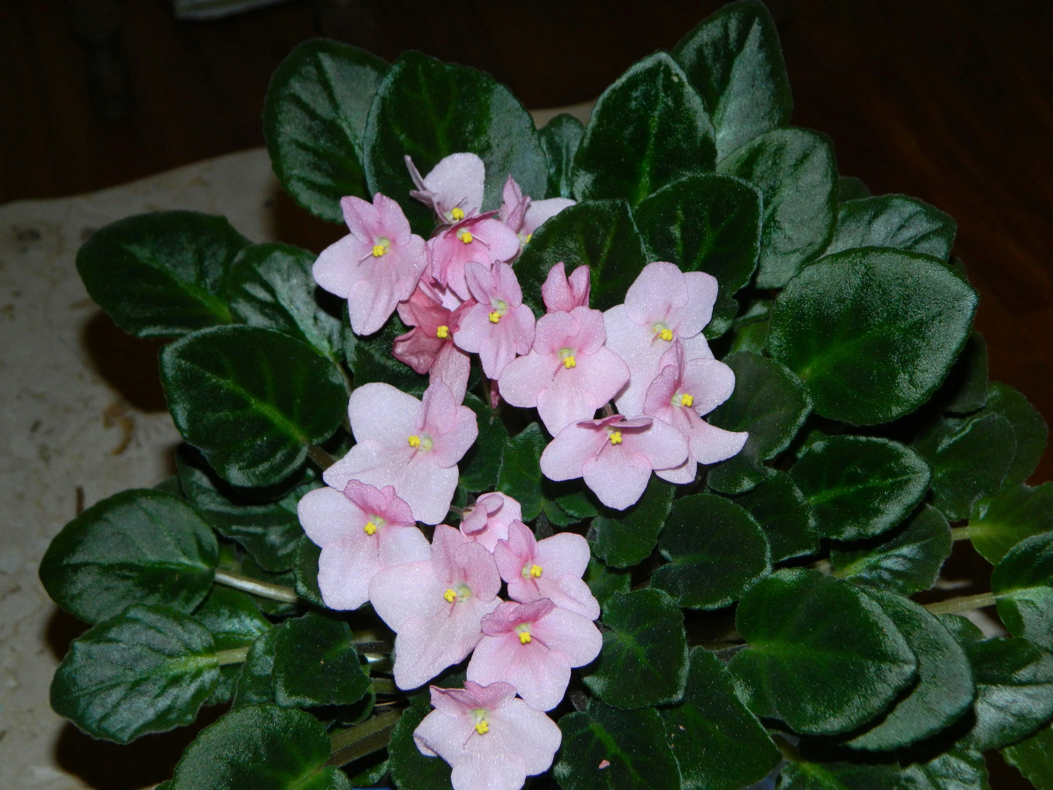 Close up of the fuzzy, dark green leaves and delicate flowers of Saintpaulia
