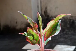 Close up of the striking red variegation on an Aglaonema leaf