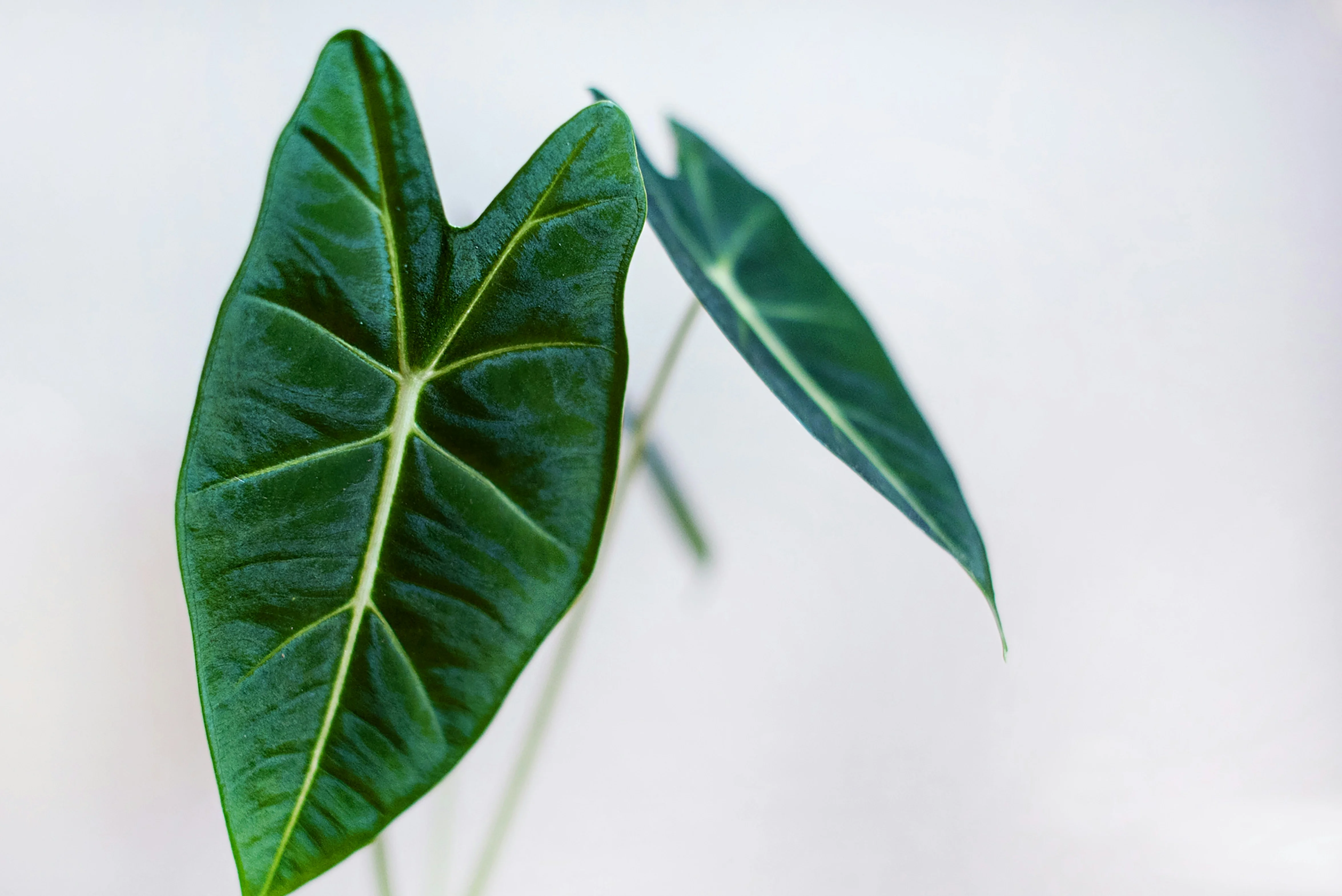 Close up of the striking foliage of an African Mask Plant