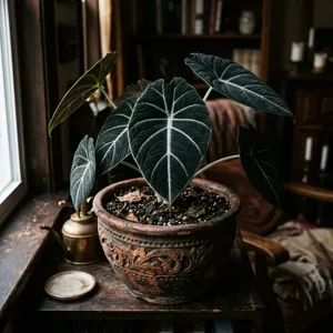 Moody Alocasia Black Velvet houseplant in a hand-carved terracotta pot