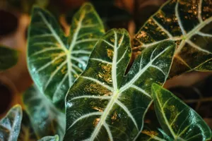 Alocasia Care Guide: Growing the Dramatic Elephant Ear Plant Indoors featured article