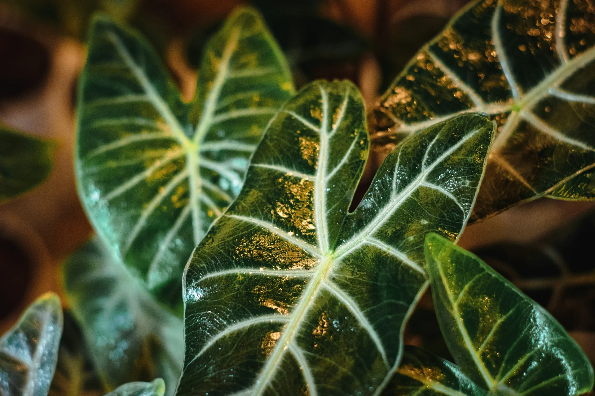 Large healthy Alocasia Frydek with deep green velvety leaves and white veins in a modern indoor setting