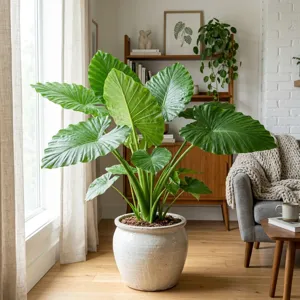 Giant Elephant Ear