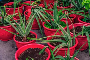 Healthy Aloe Vera succulent with thick, fleshy leaves in a terracotta pot near a sunny window