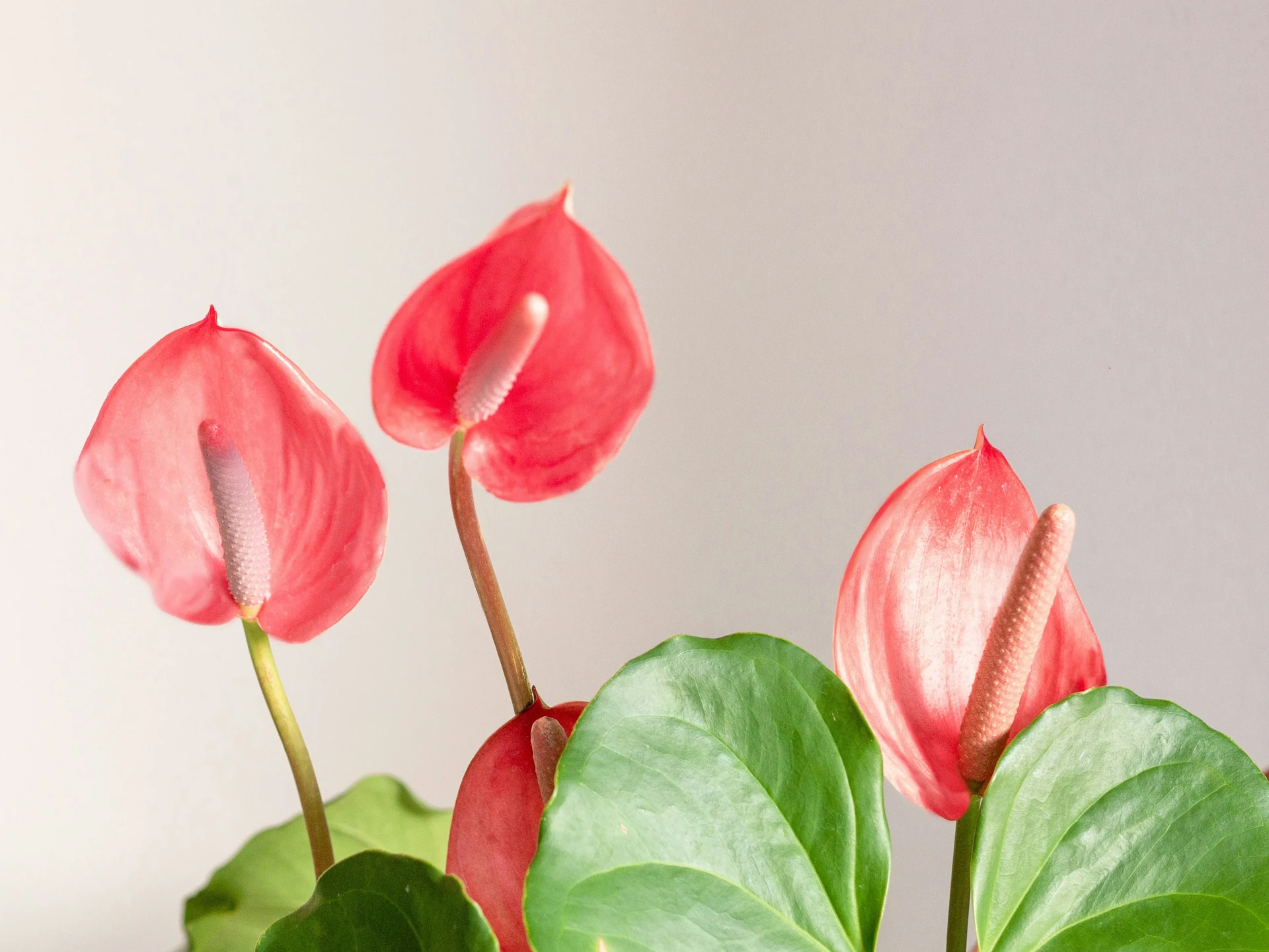 Anthurium plant with multiple red spathes and large green leaves in a white ceramic pot on a windowsill with filtered light.