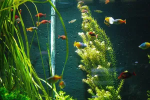 Anubias Nana attached to driftwood in a lush freshwater aquarium