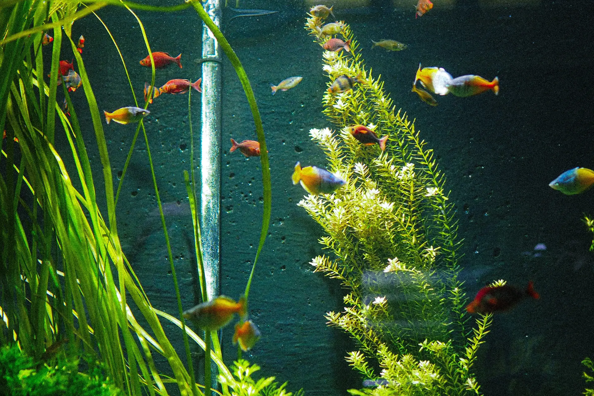 Anubias Nana attached to driftwood in a lush freshwater aquarium