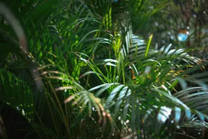 Areca Palm (Dypsis lutescens) plant profile thumbnail