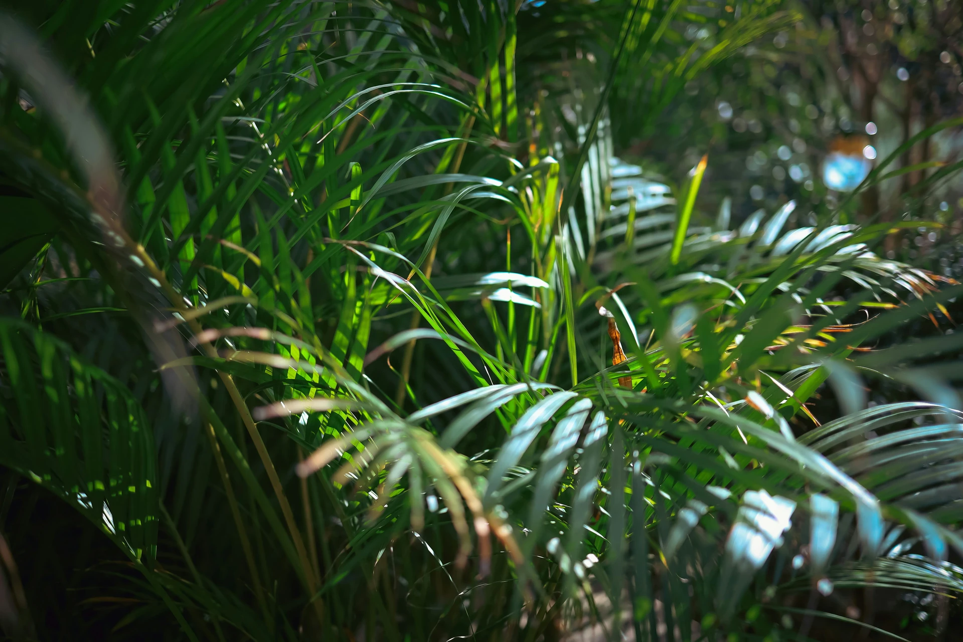 Areca Palm (Dypsis lutescens) plant care reference image