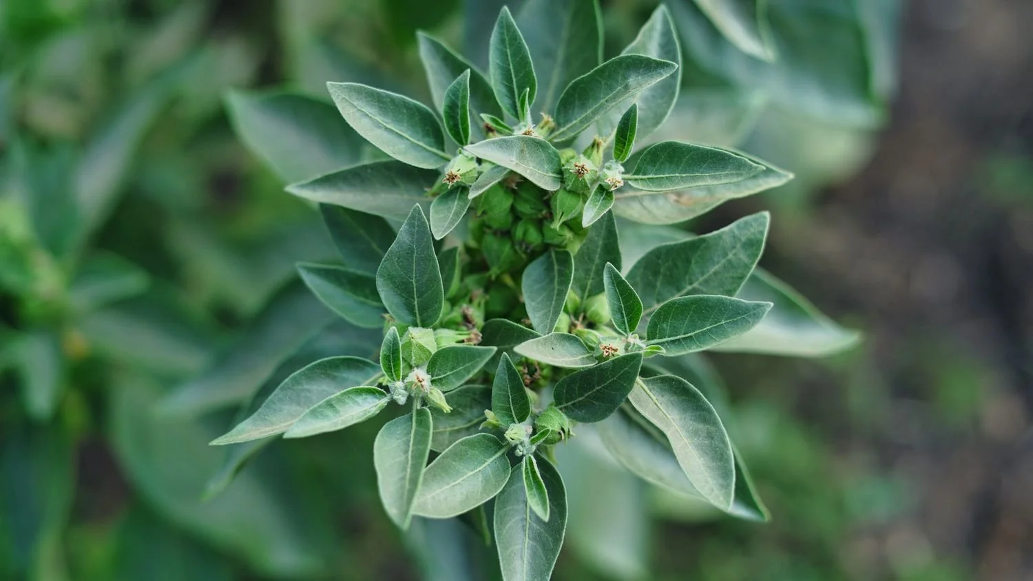 Ashwagandha plant with bright red berries