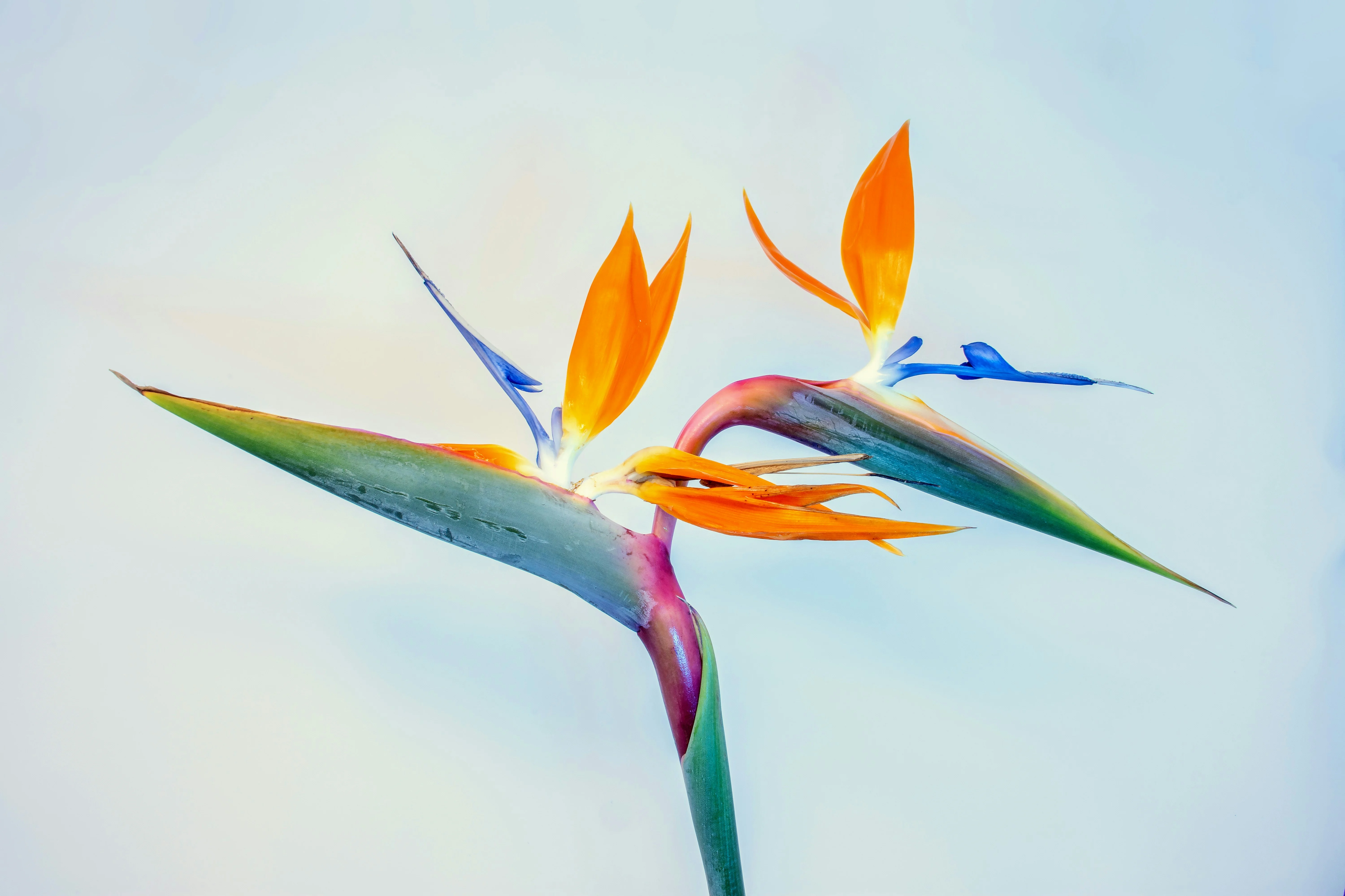 Close up of the iconic, crane-like orange flower of Strelitzia reginae