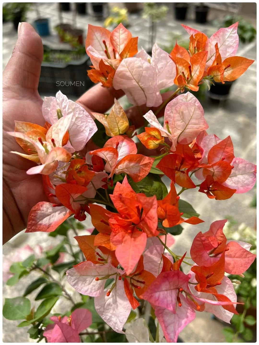 Healthy flowering Bougainvillea plant with vibrant colorful bracts growing outdoors in full sunlight