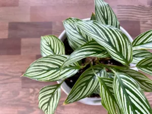 Mastering Humidity for Calatheas: The Expert Guide featured article