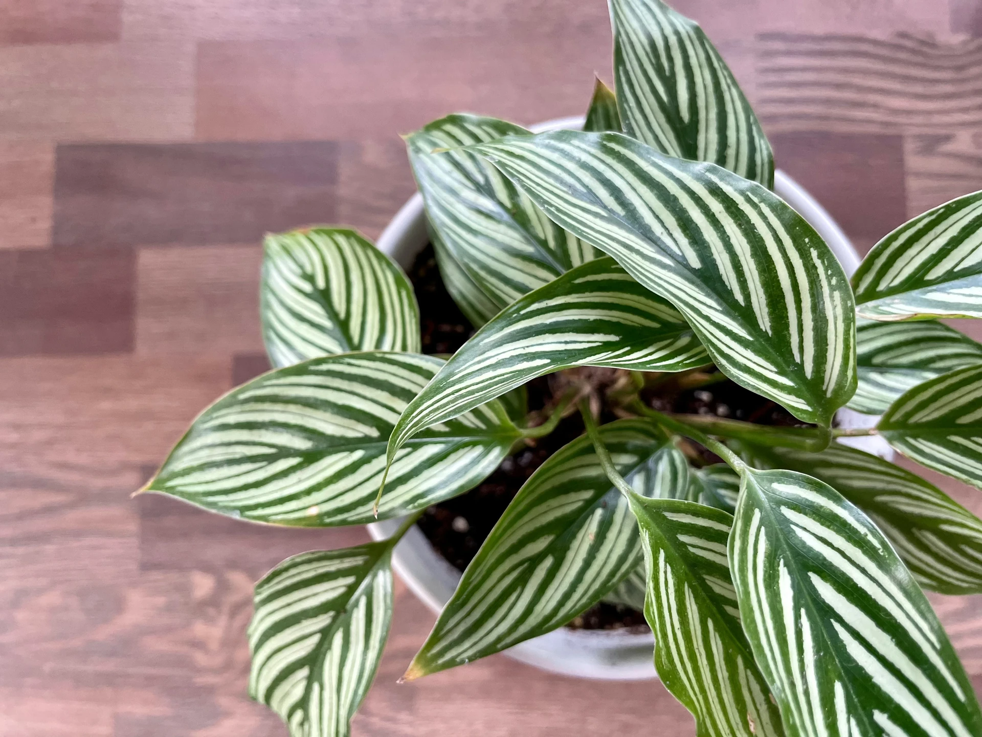 Large healthy Calathea Orbifolia plant sitting on a wooden stool in a bright room