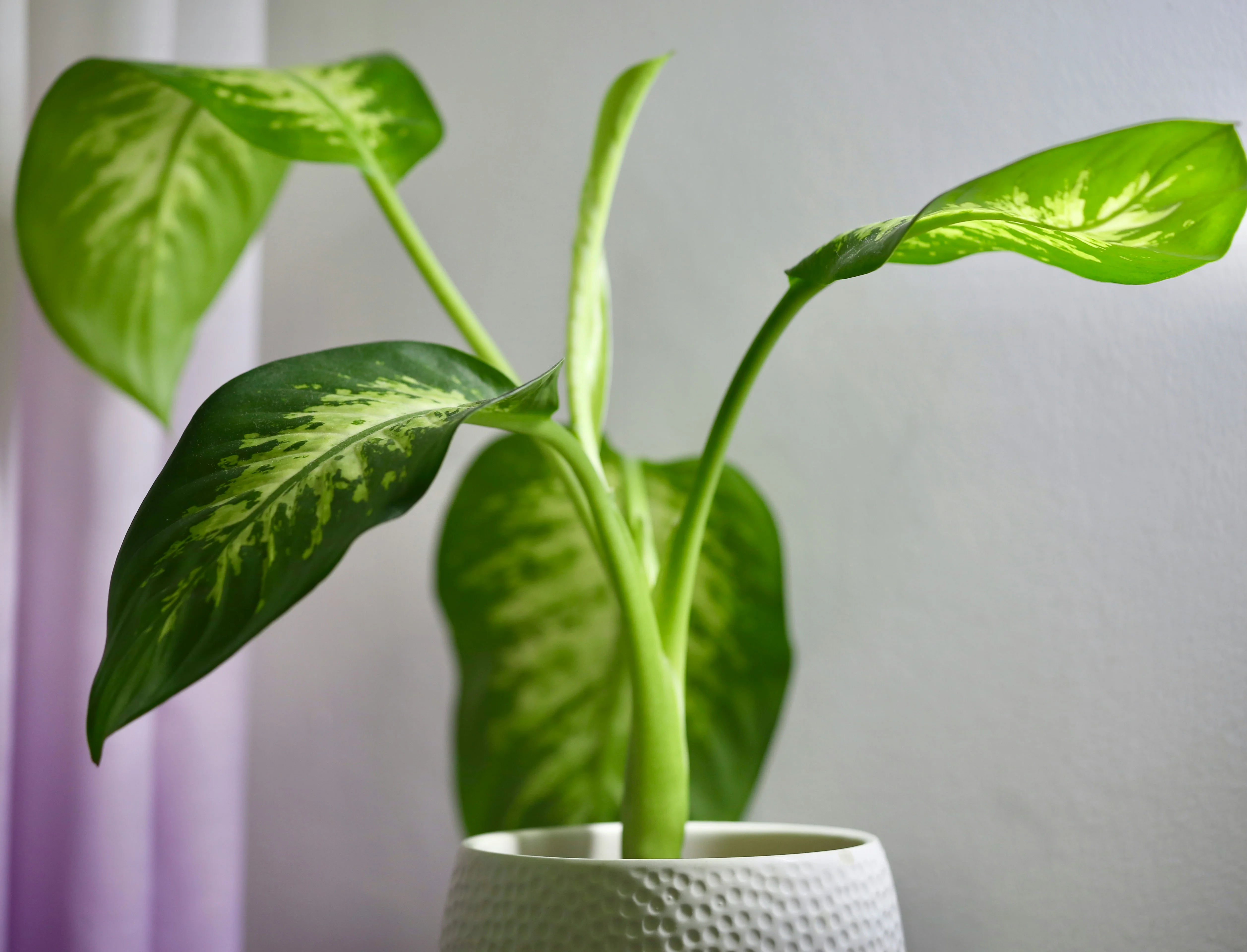 Close up of the intricate variegation on a Dieffenbachia leaf