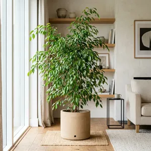 Lush Ficus benjamina weeping fig plant
