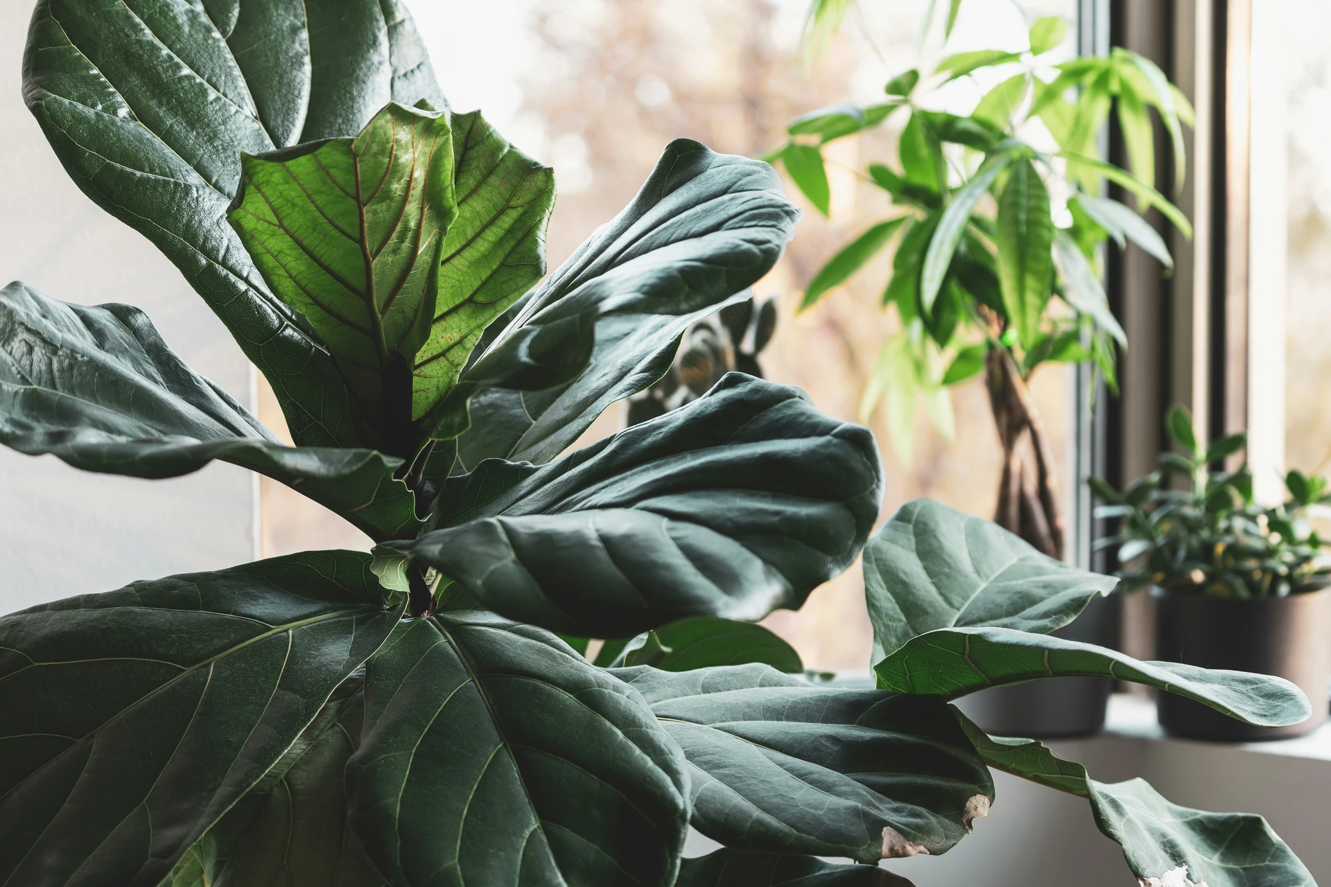 Tall healthy fiddle leaf fig tree with large glossy violin-shaped leaves in a bright modern living room