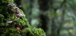 Defeating Fungus Gnats: The Ultimate Houseplant Pest Guide featured article