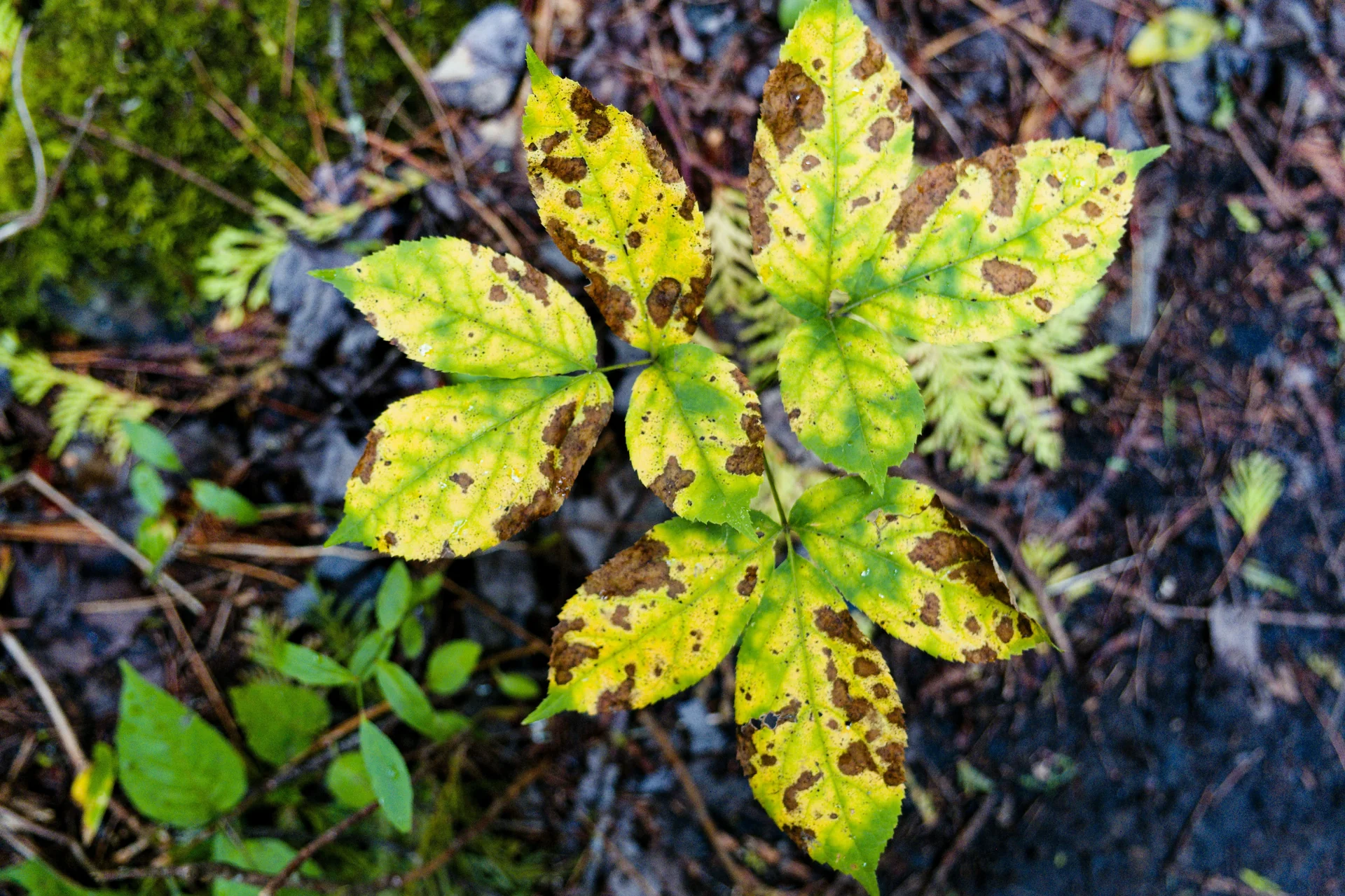 Close up of a heat-stressed potted plant with severely curled leaves under strong sunlight