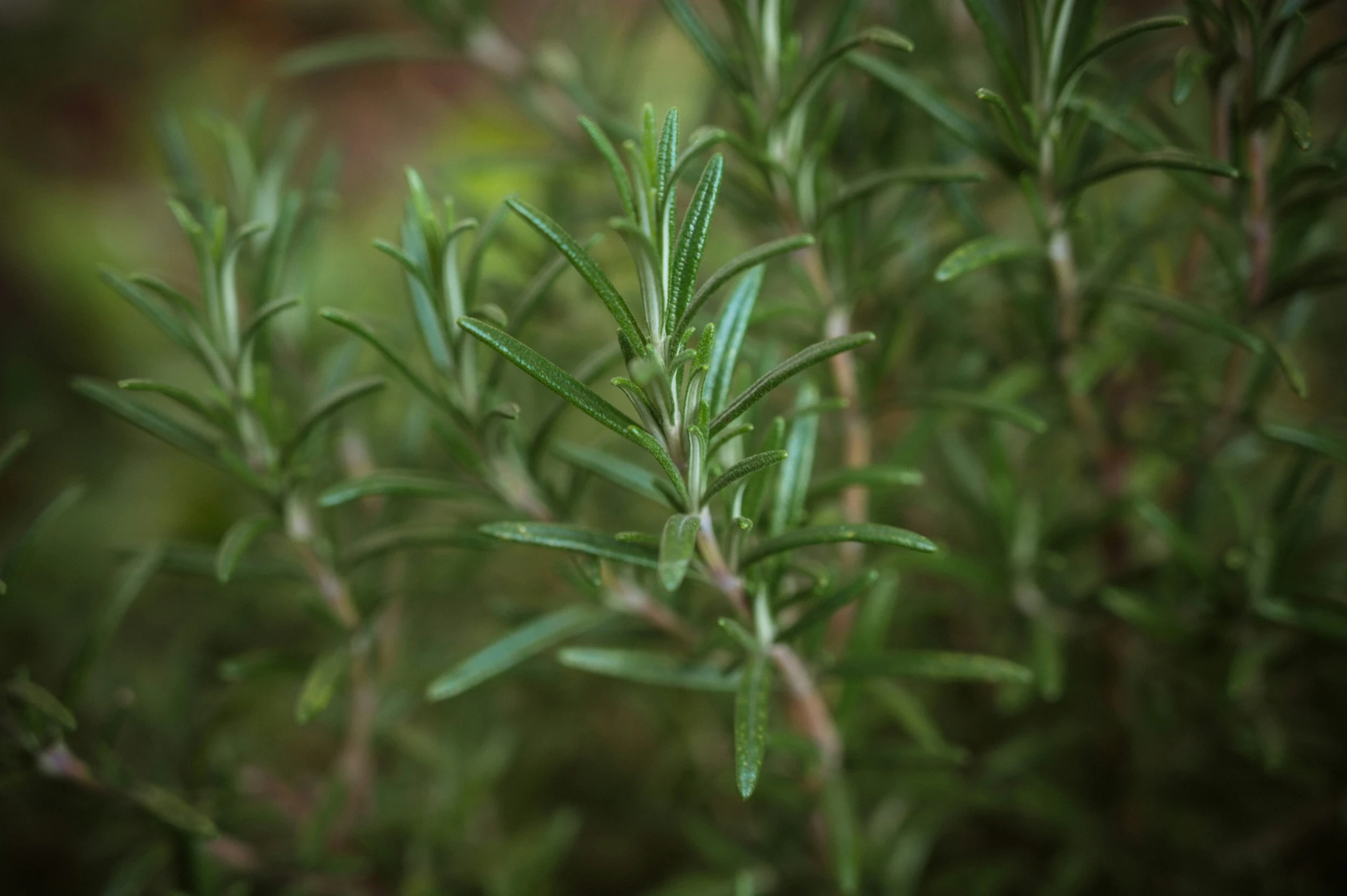 Medicinal Plants