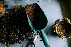 Best Kitchen Scrap Fertilizers for Houseplants: Free Organic Guide featured article