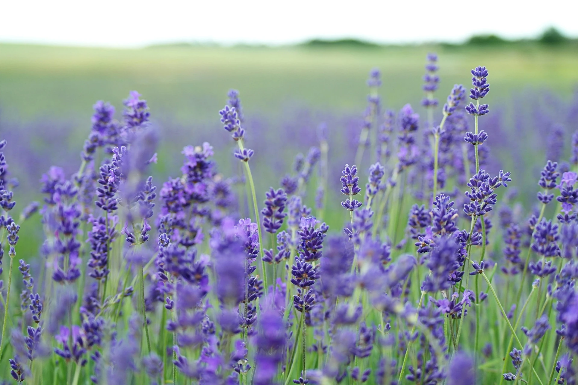 A scenic view of a blooming lavender field ready for the summer harvest