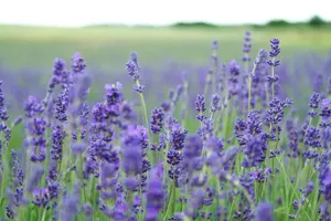 Close up of healthy lavender spikes blooming in a sunny herb garden