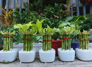 Vibrant green Lucky Bamboo stalks arranged in a modern glass vase with pebbles