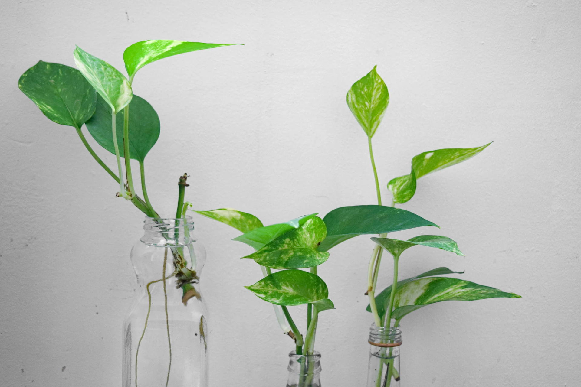 Lush, trailing Money Plant (Golden Pothos) cascading from a white hanging planter indoors