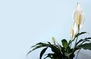 Lush Peace Lily houseplant displaying striking white spathes and dark green foliage