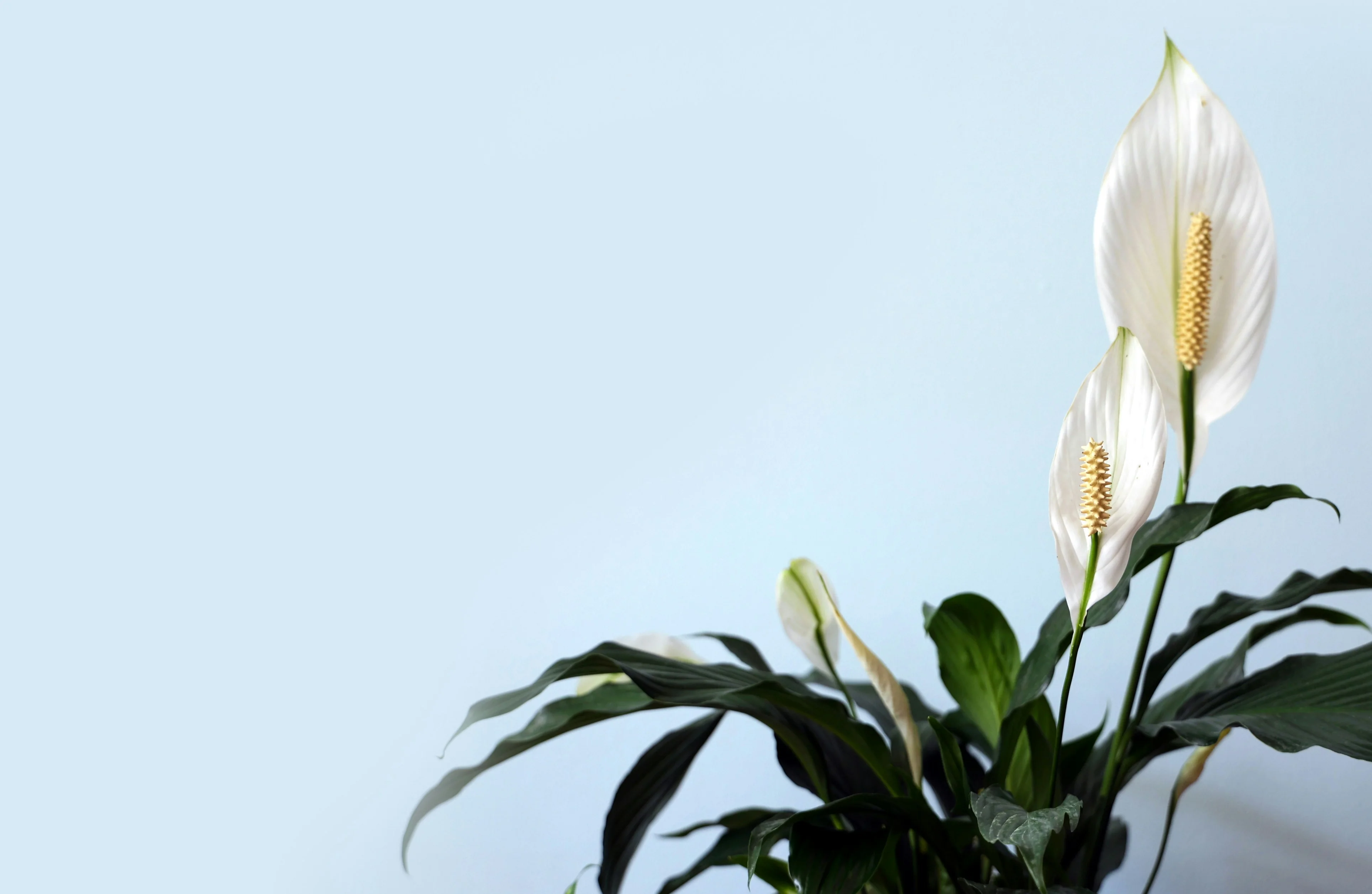 Lush Peace Lily houseplant displaying striking white spathes and dark green foliage