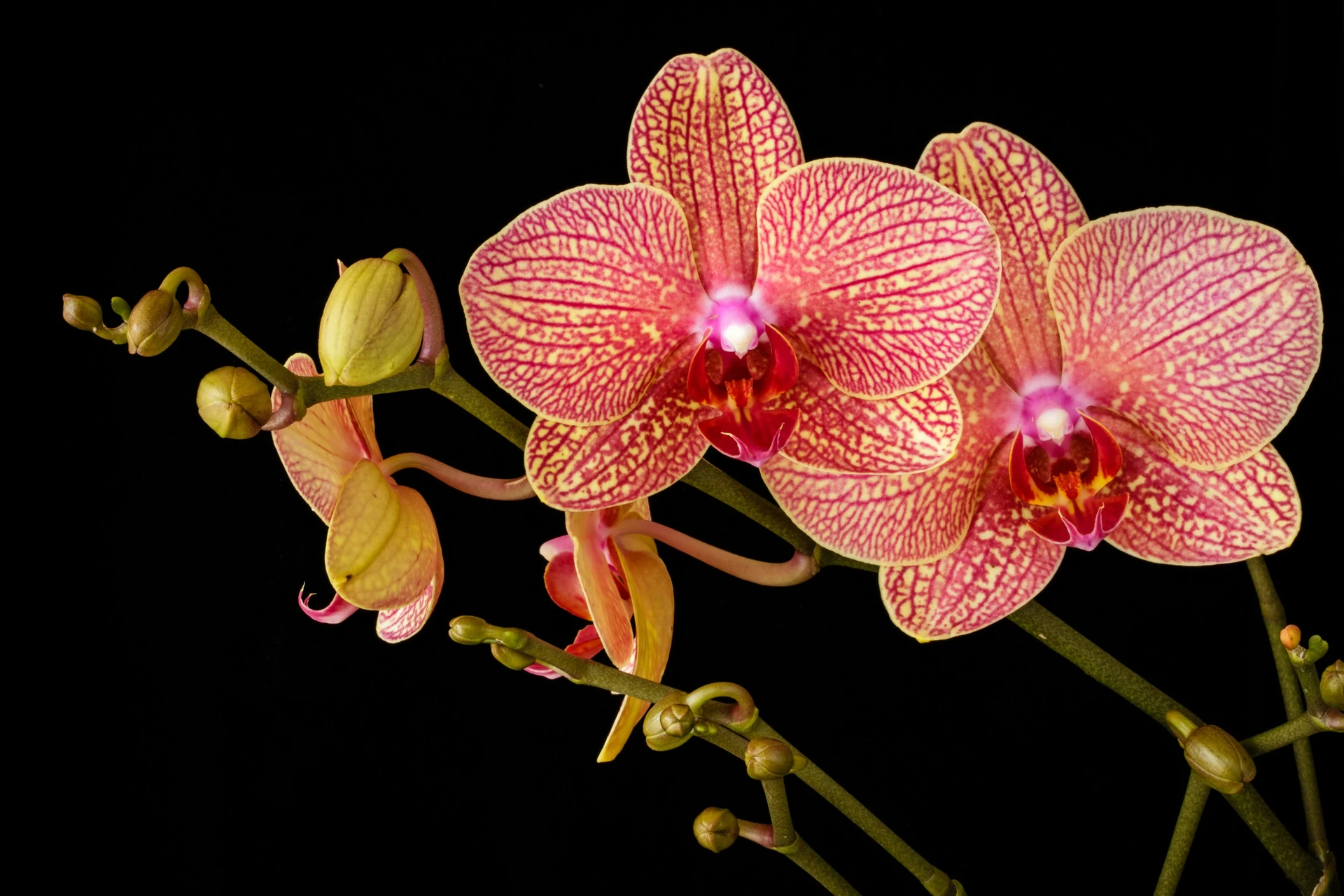 White Phalaenopsis moth orchid in full bloom on an east-facing windowsill with visible healthy green roots through a clear plastic pot