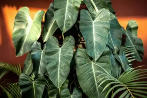 Philodendron Care Guide: Growing Trending Varieties in 2026 featured article