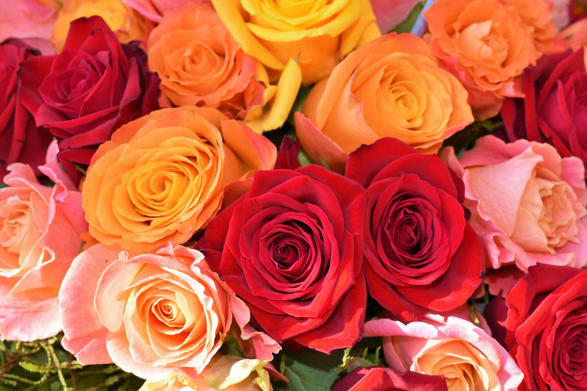 Lush rose bush covered in bright, fully opened blooms