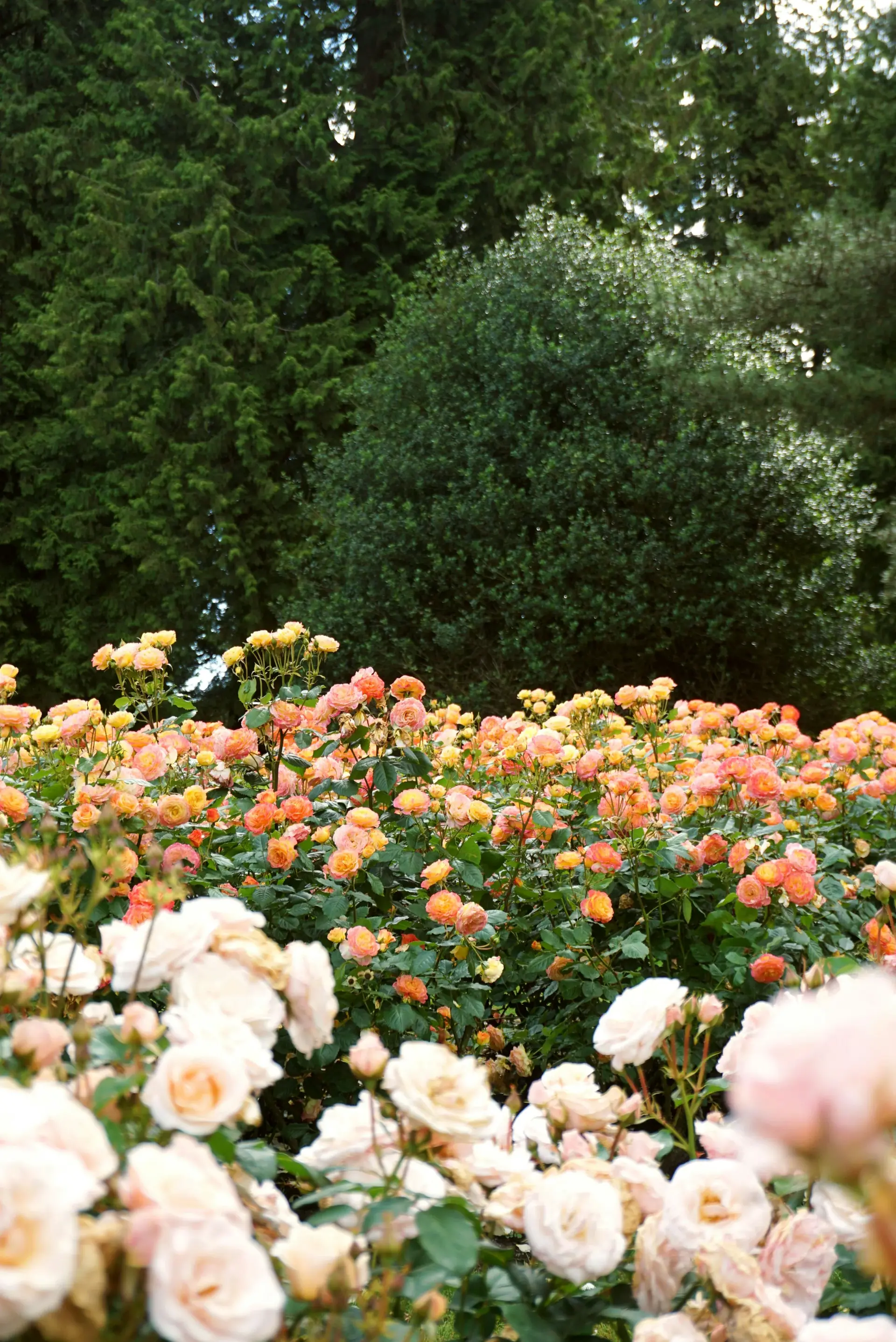 Ultimate Guide to Growing Roses in Pots