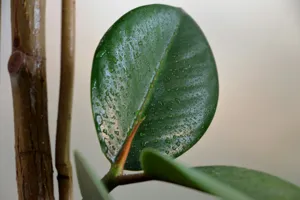 Tall, healthy Burgundy Rubber Plant with large, glossy dark leaves in a modern living room