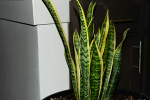 Tall, healthy Snake Plant (Sansevieria) with yellow-edged upright leaves in a modern planter