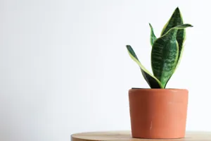 The Ultimate Guide to Spring Repotting featured article