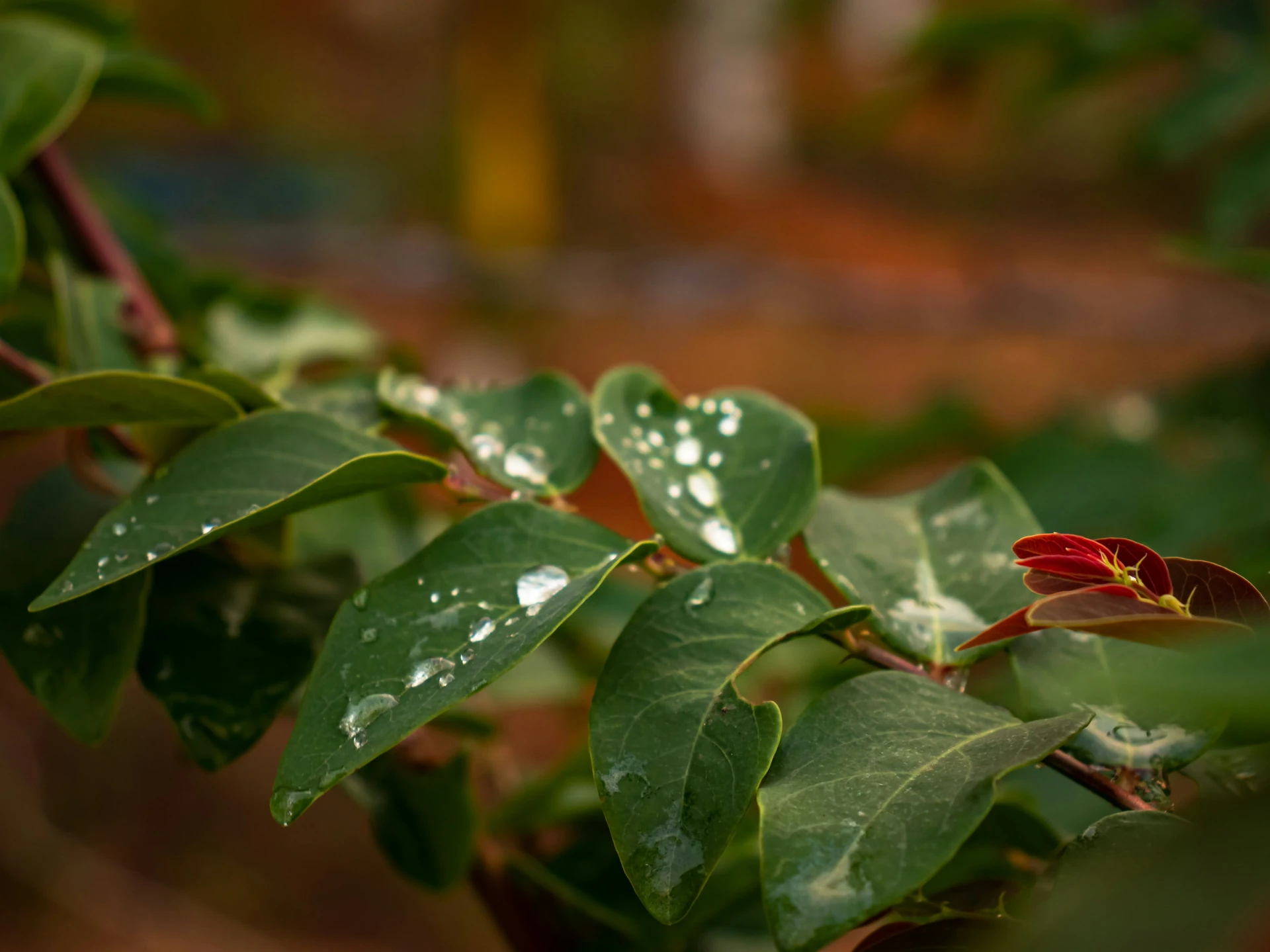 Superthrive Foliage Pro reference image