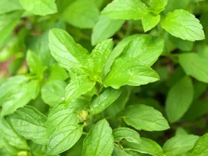 Healthy Tulsi Plant (Ocimum tenuiflorum (syn. Ocimum sanctum)) with aromatic green foliage growing in a well-drained garden container