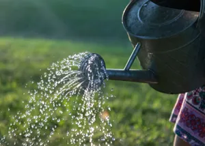 Trending: Watering Calculator